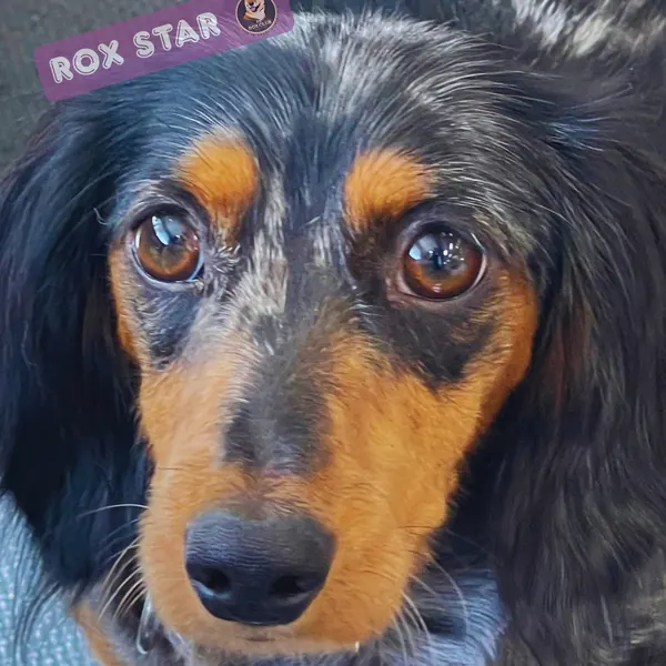 Rox Star: dapple long-haired Dachshund at K9 Rox Club